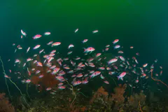 桜島ダイビング