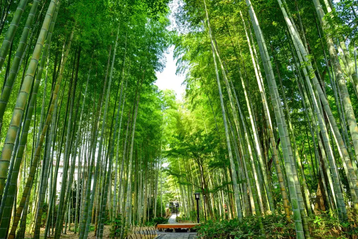 修善寺・中伊豆の風景