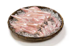 ケンサキイカ
