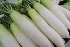 練馬大根