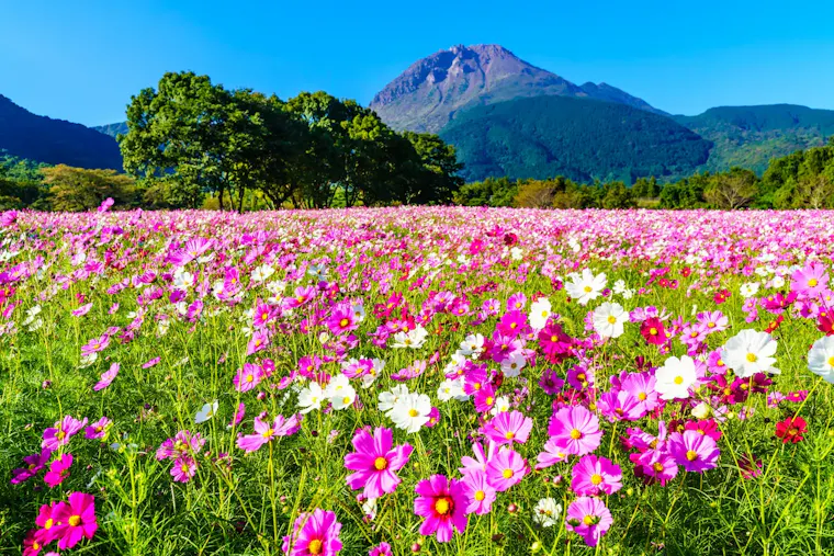 しまばら火張山花公園