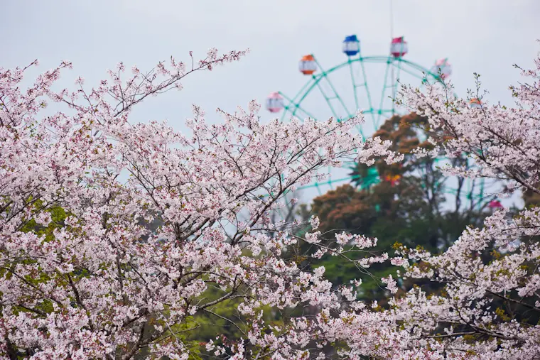 観音池公園