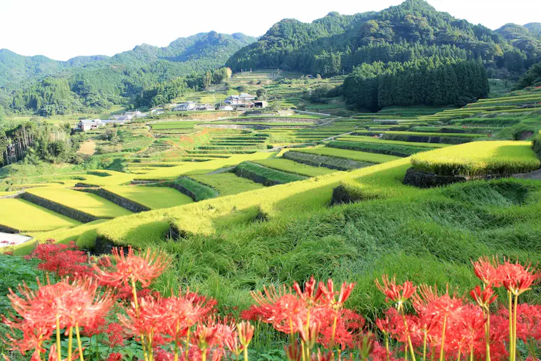 鬼木の棚田