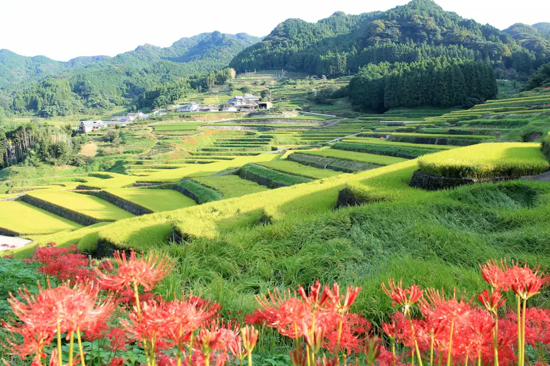 鬼木の棚田