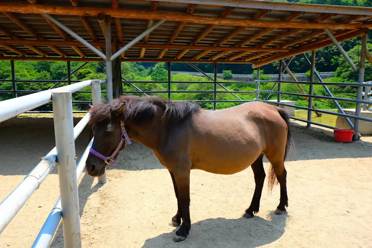 目保呂ダム馬事公園