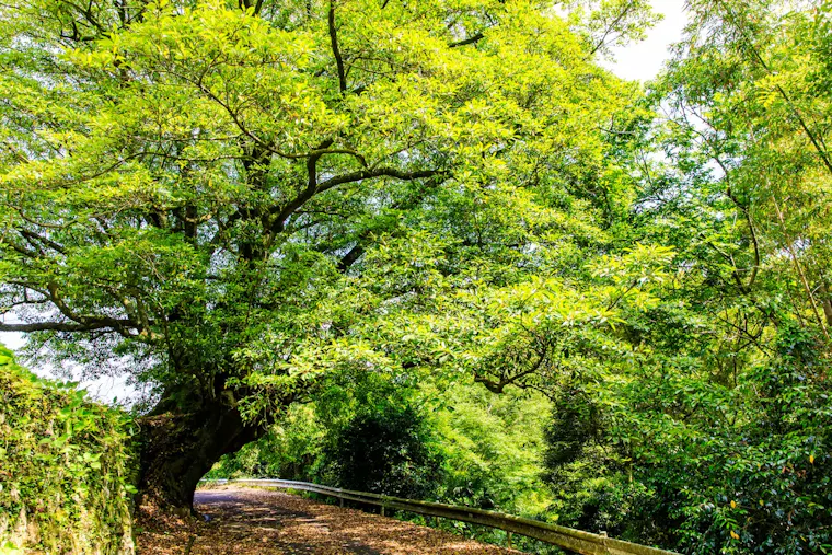 有明の森フラワー公園