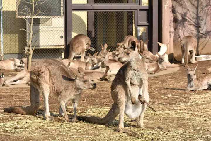 草食動物が多くいる動物園で動物と触れ合う