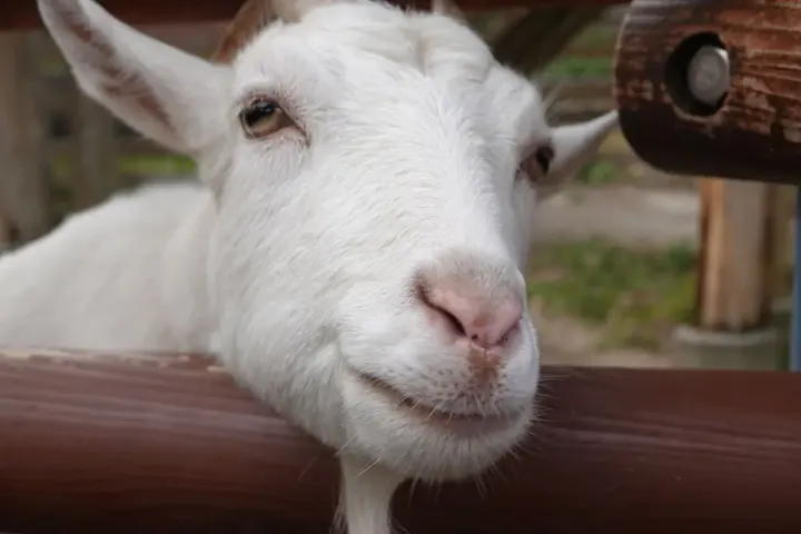 動物たちと触れ合える広場が人気！