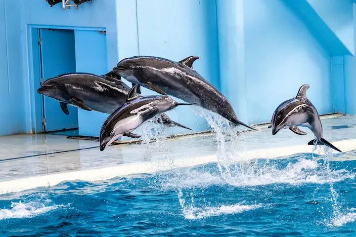 日本最大級の水族館で生き物と触れ合う！