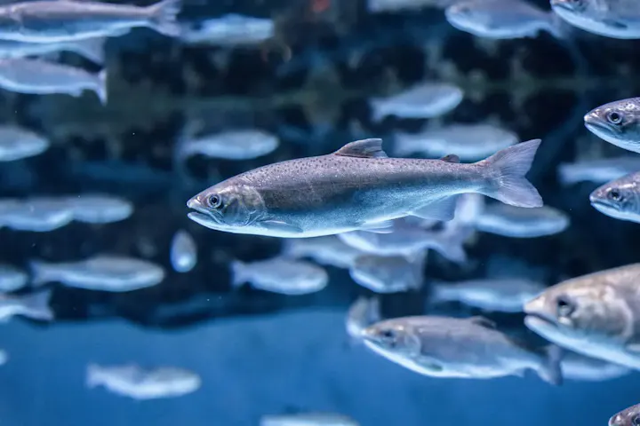 海の生き物と触れ合える4つの水族館が魅力