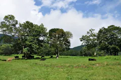 笹ヶ峰牧場