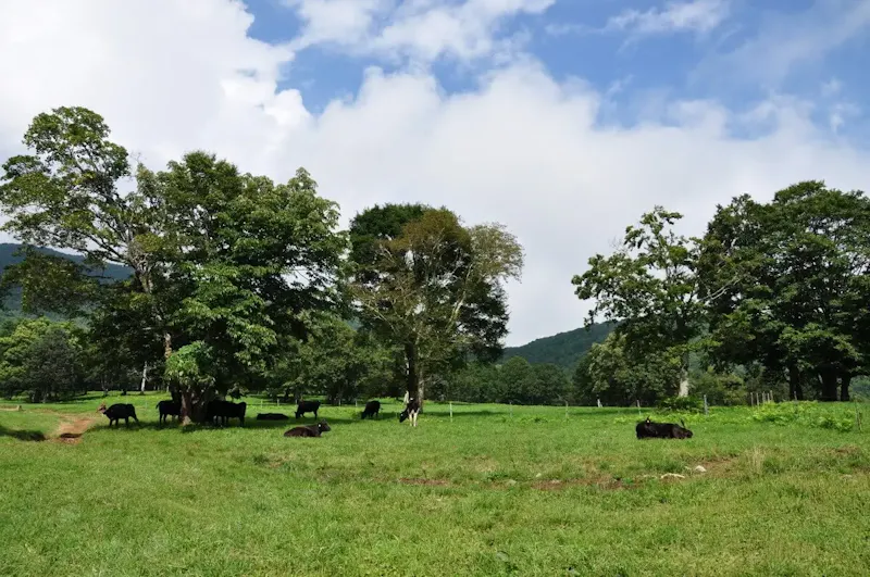 笹ヶ峰牧場