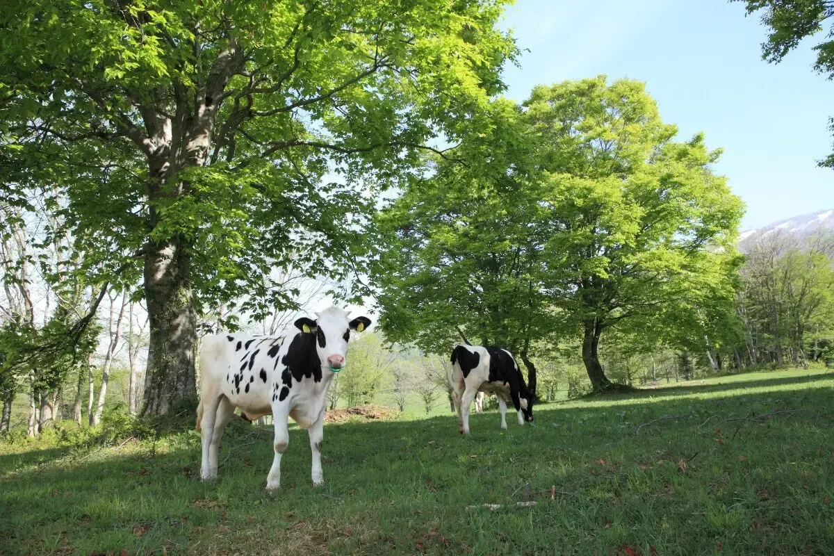 笹ヶ峰牧場(写真 2)
