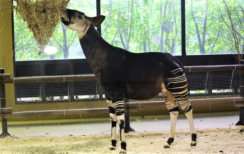 よこはま動物園ズーラシア