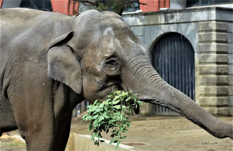 よこはま動物園ズーラシア