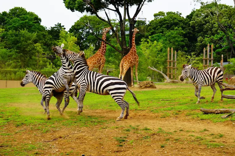 よこはま動物園ズーラシア