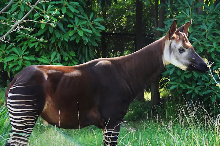 ズーラシアといえば「オカピ」