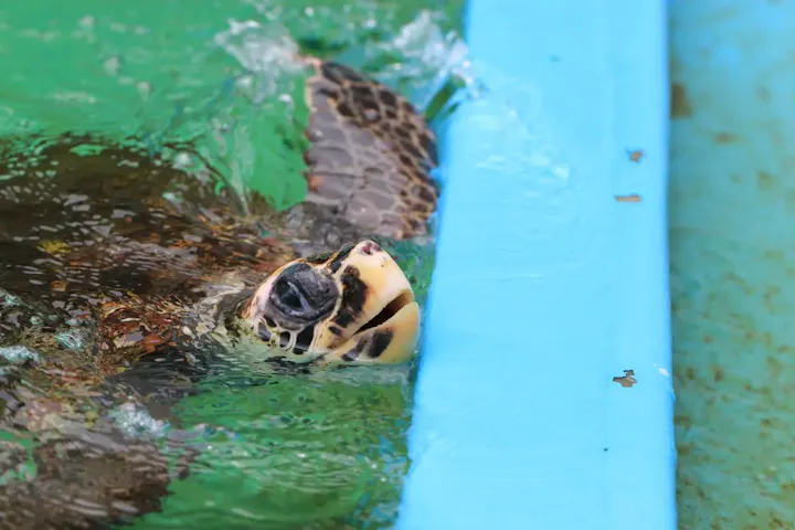 世界最高齢のアカウミガメ「浜太郎」に会える