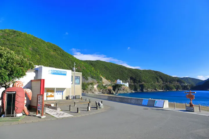 ウミガメの上陸を見学しよう