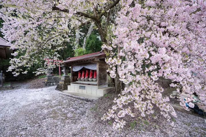 日和佐さくらまつりで夜桜を楽しもう