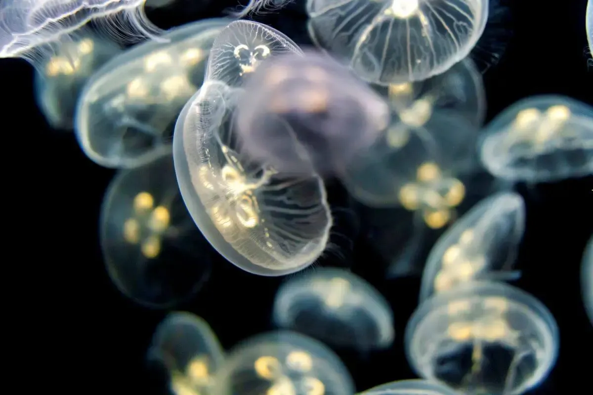 新潟市水族館 マリンピア日本海(写真 5)