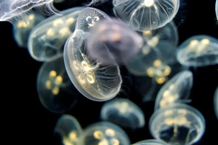 デートにぴったりな水族館