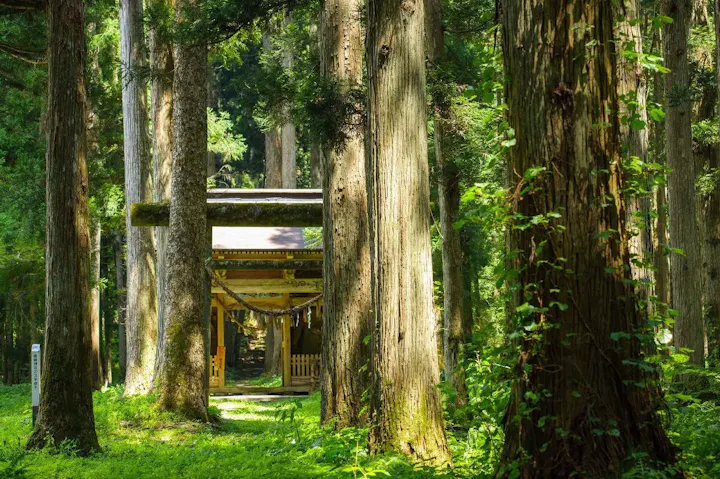 樹齢350～800年以上の並木が続く参道
