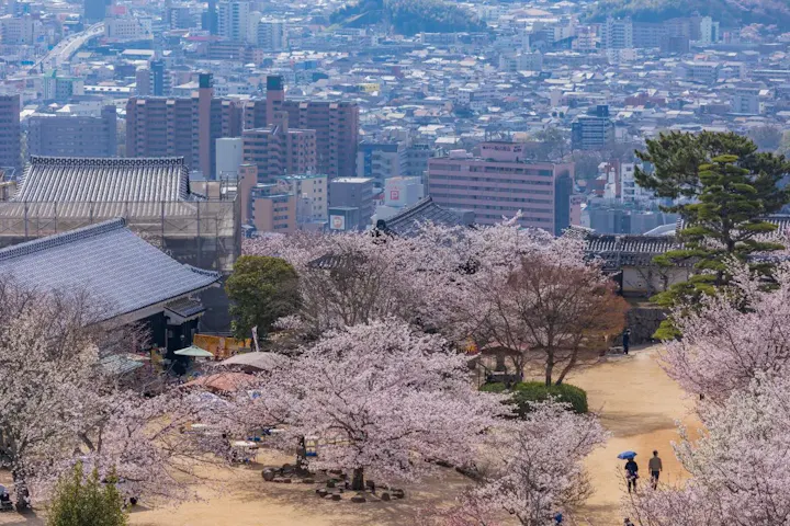 春は桜と一緒にお花見を