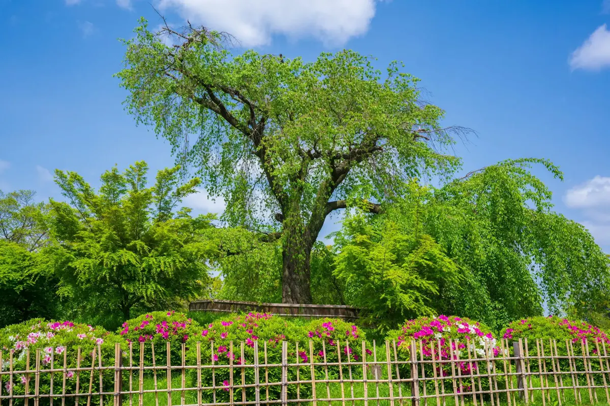 円山公園(写真 2)