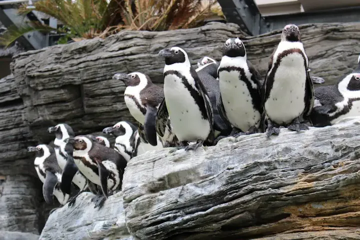 都会の中でかわいい生き物たちに癒されます