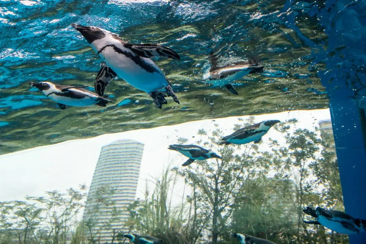 サンシャイン水族館(写真 3)