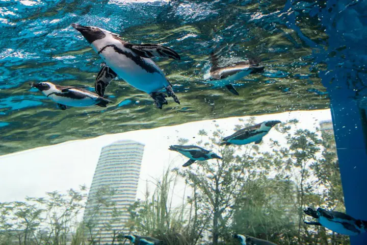 ペンギンが空を飛んでいるようなコーナー