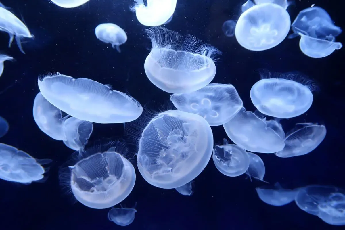 サンシャイン水族館(写真 5)