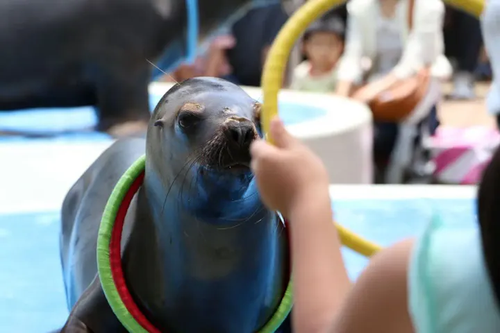 季節によって楽しめるイベント