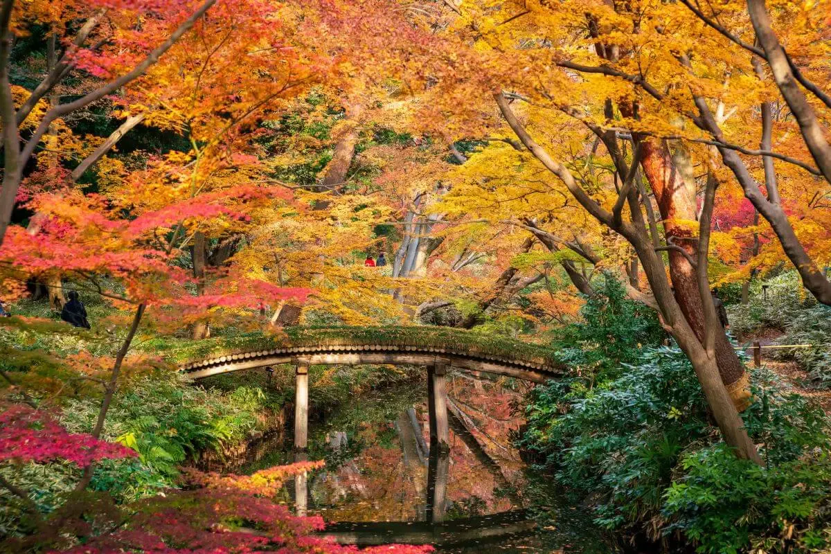 六義園（写真 4）