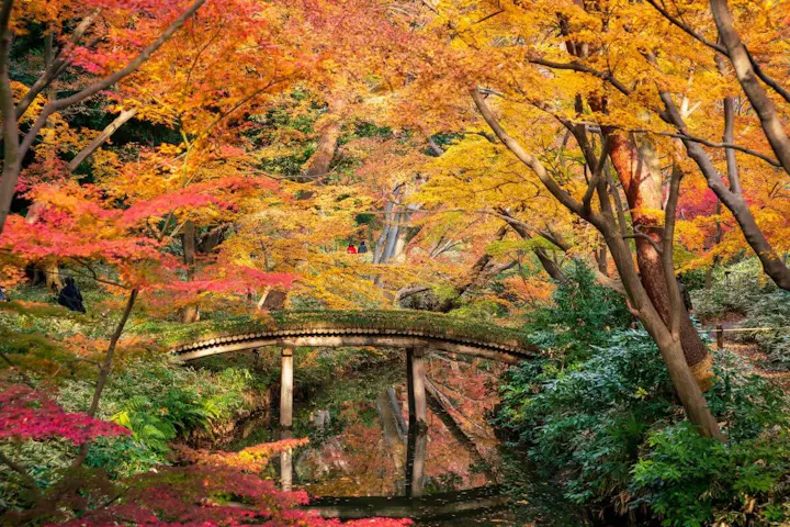 六義園の美しい紅葉を楽しもう!