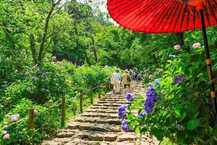 太平山県立自然公園のあじさい坂！