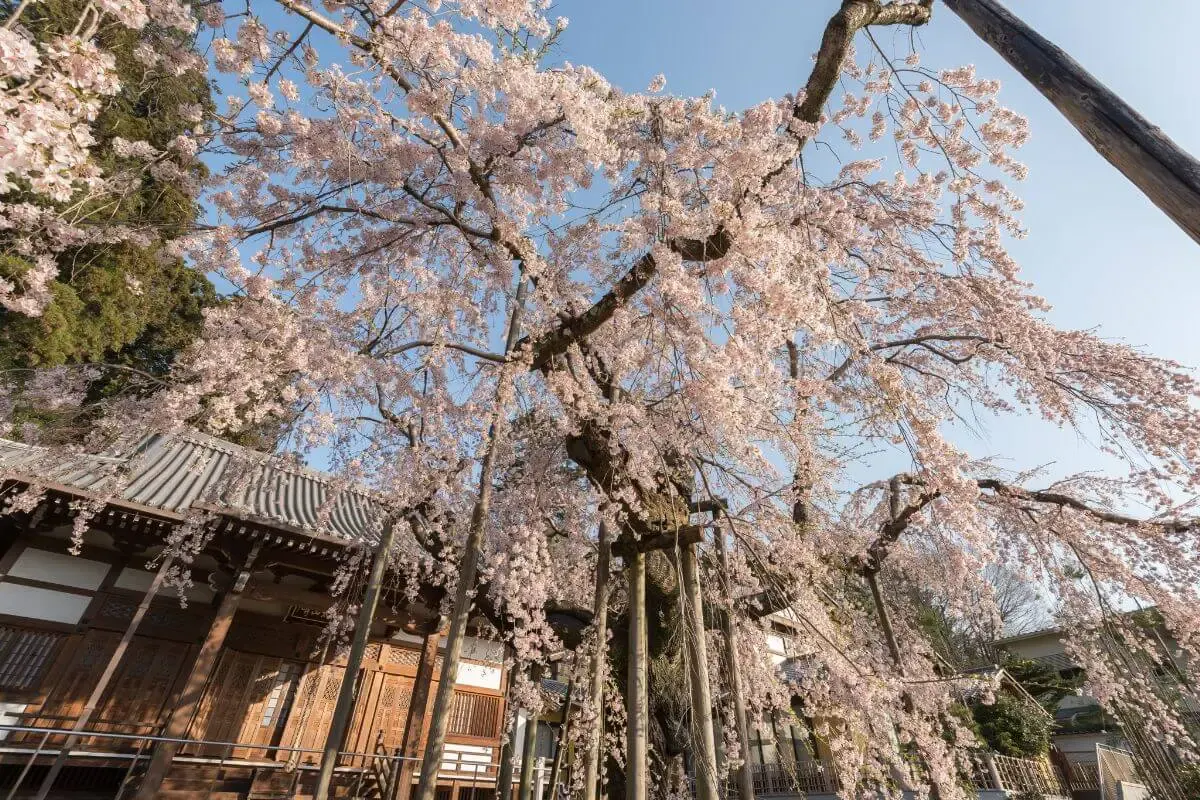 太平山神社(写真 3)