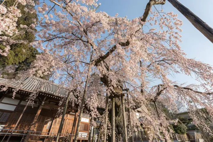 約2kmに亘って桜が咲き誇る太平山桜祭り