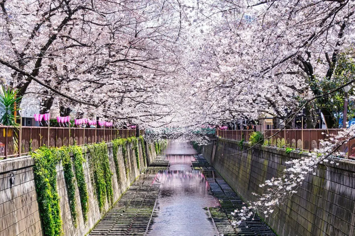 目黒川の桜並木