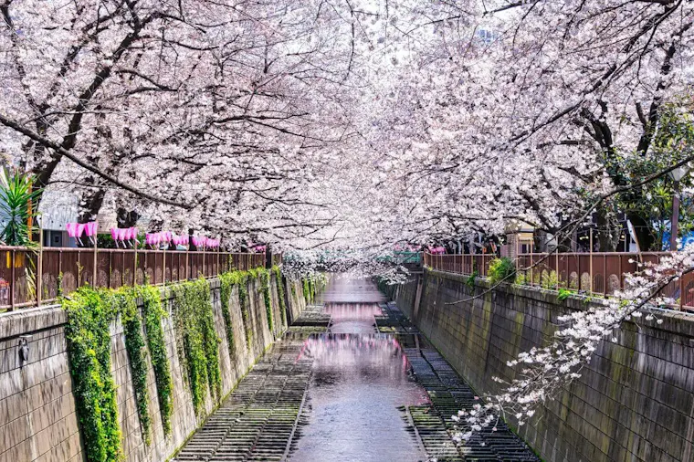 目黒川の桜並木