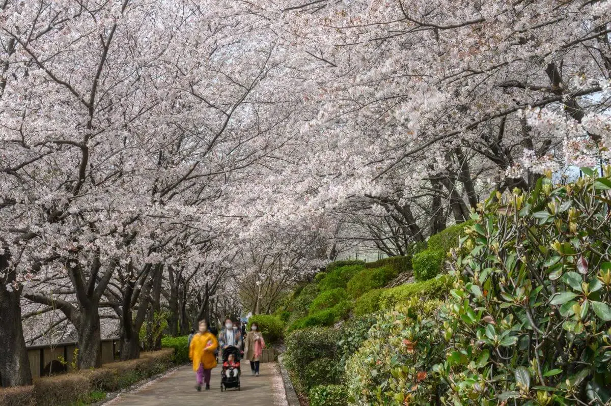 目黒川の桜並木(写真 2)