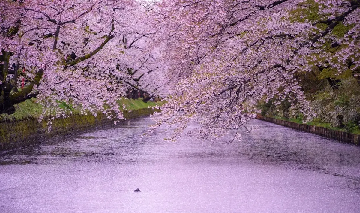 弘前公園(写真 4)