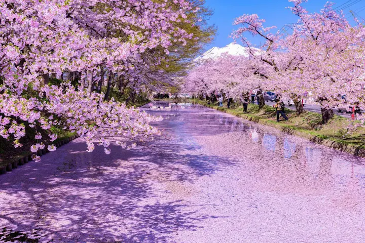 日本三大桜の一つである弘前公園！