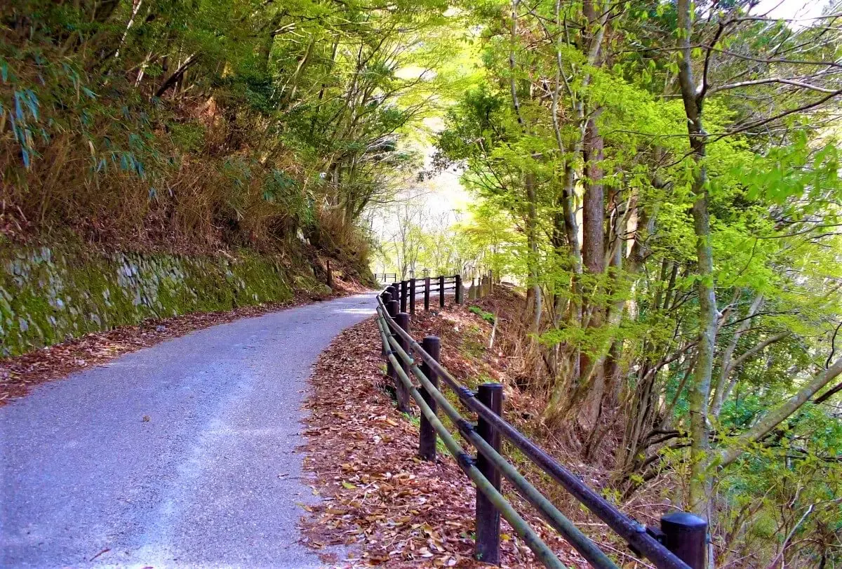 天城遊歩道(写真 3)