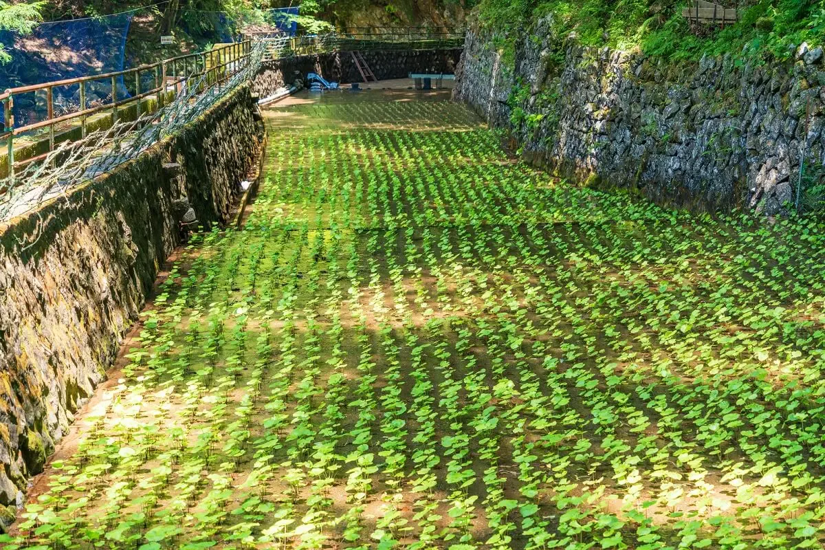 天城遊歩道(写真 5)