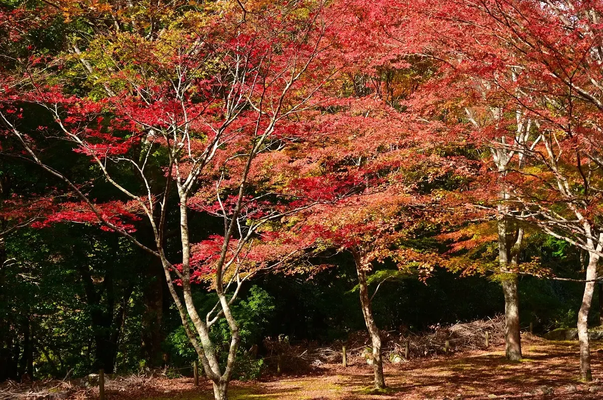 天城遊歩道(写真 6)