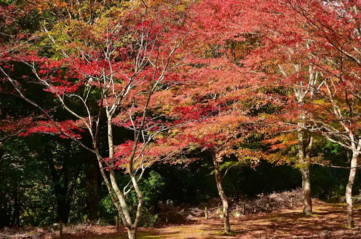 美しい秋の紅葉