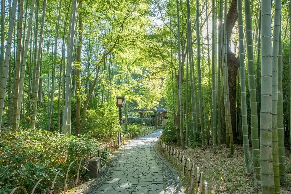 竹林の小径