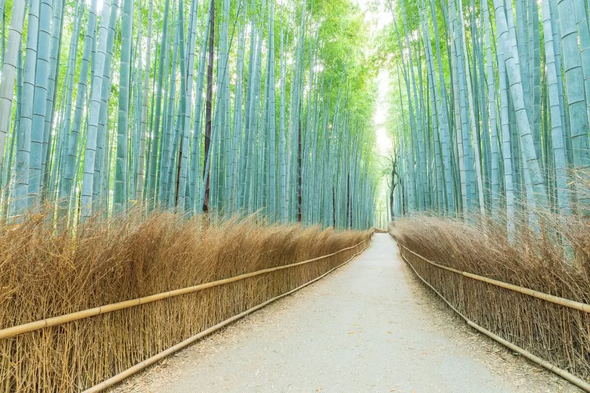 竹林の小径(写真 2)